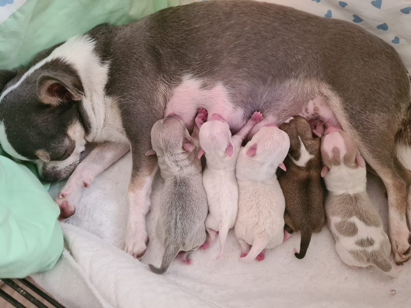 Nowy miot „wakacyjny” ;)