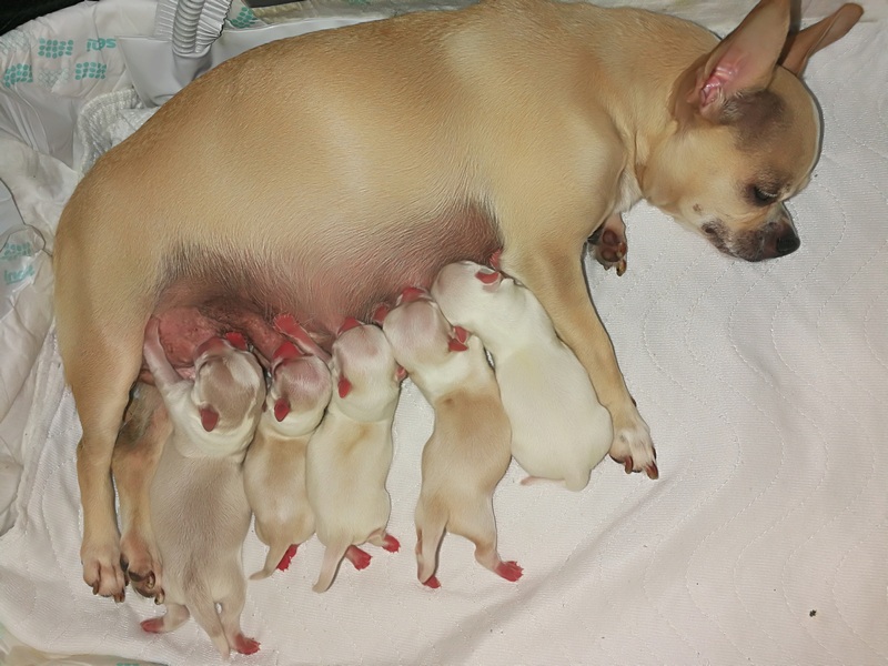 Jest i kolejny miot !!!