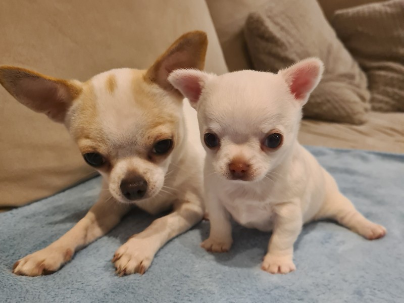 Ostatni miot w tym roku