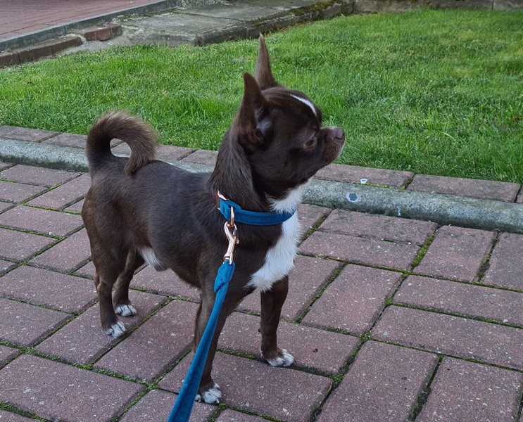 CHOCO z domu Rosa w domu nazywany Czesiem