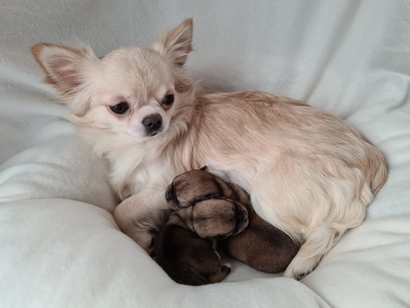 Jest miot Figi i Napoleona