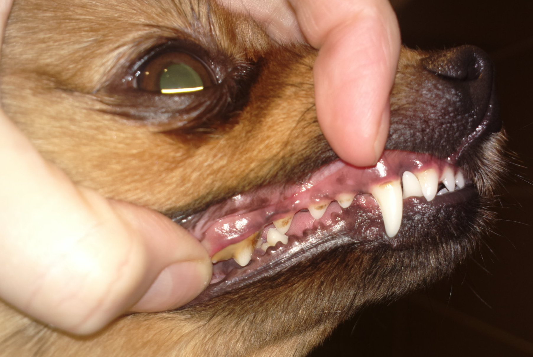 2015-12-21-6007przed 2015-12-21-6007przed