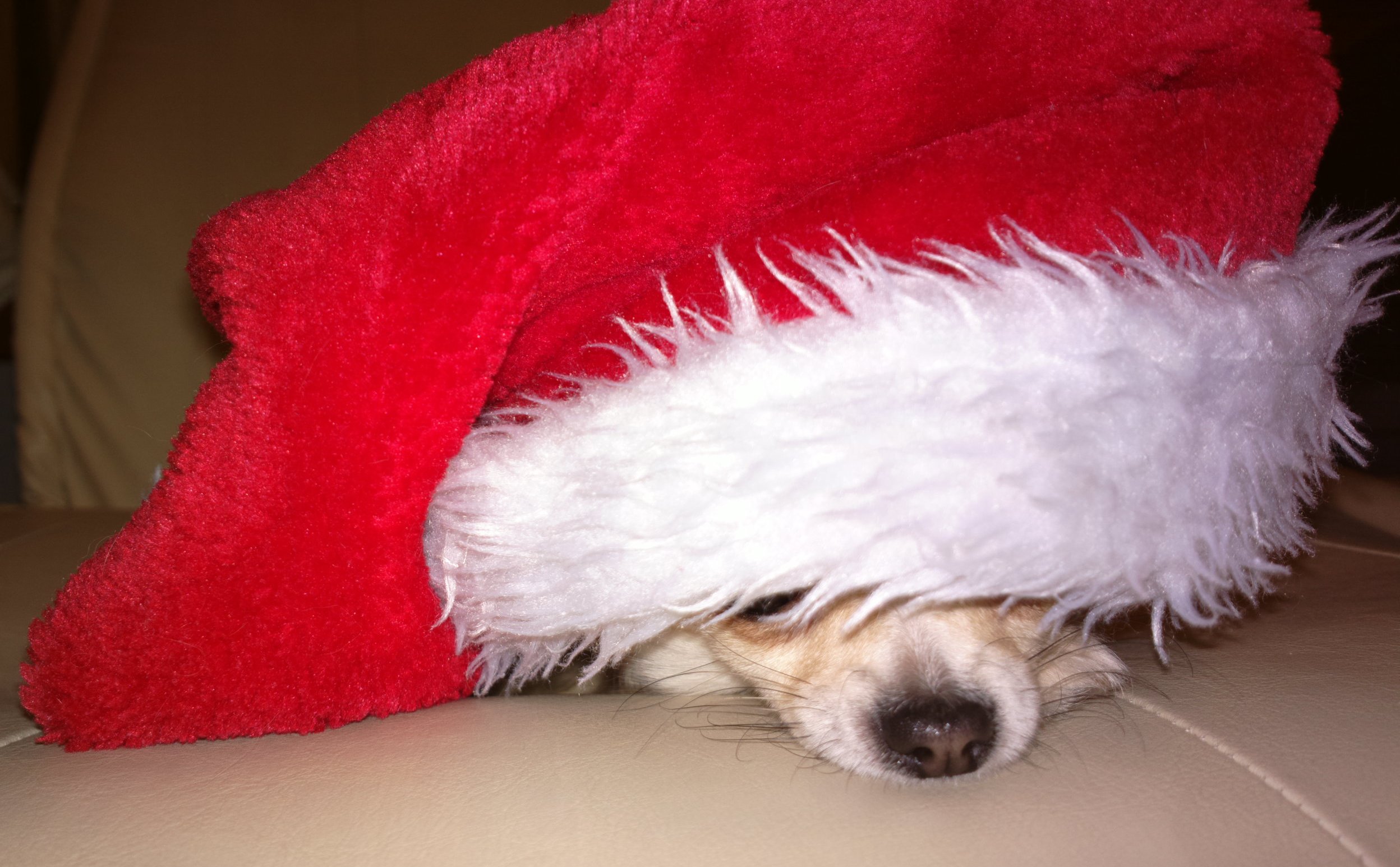 Wesołych, spokojnych i rodzinnych świąt!