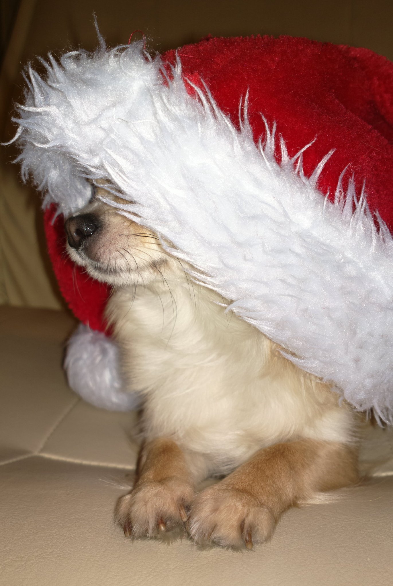 Wesołych świąt i szczęśliwego nowego roku!