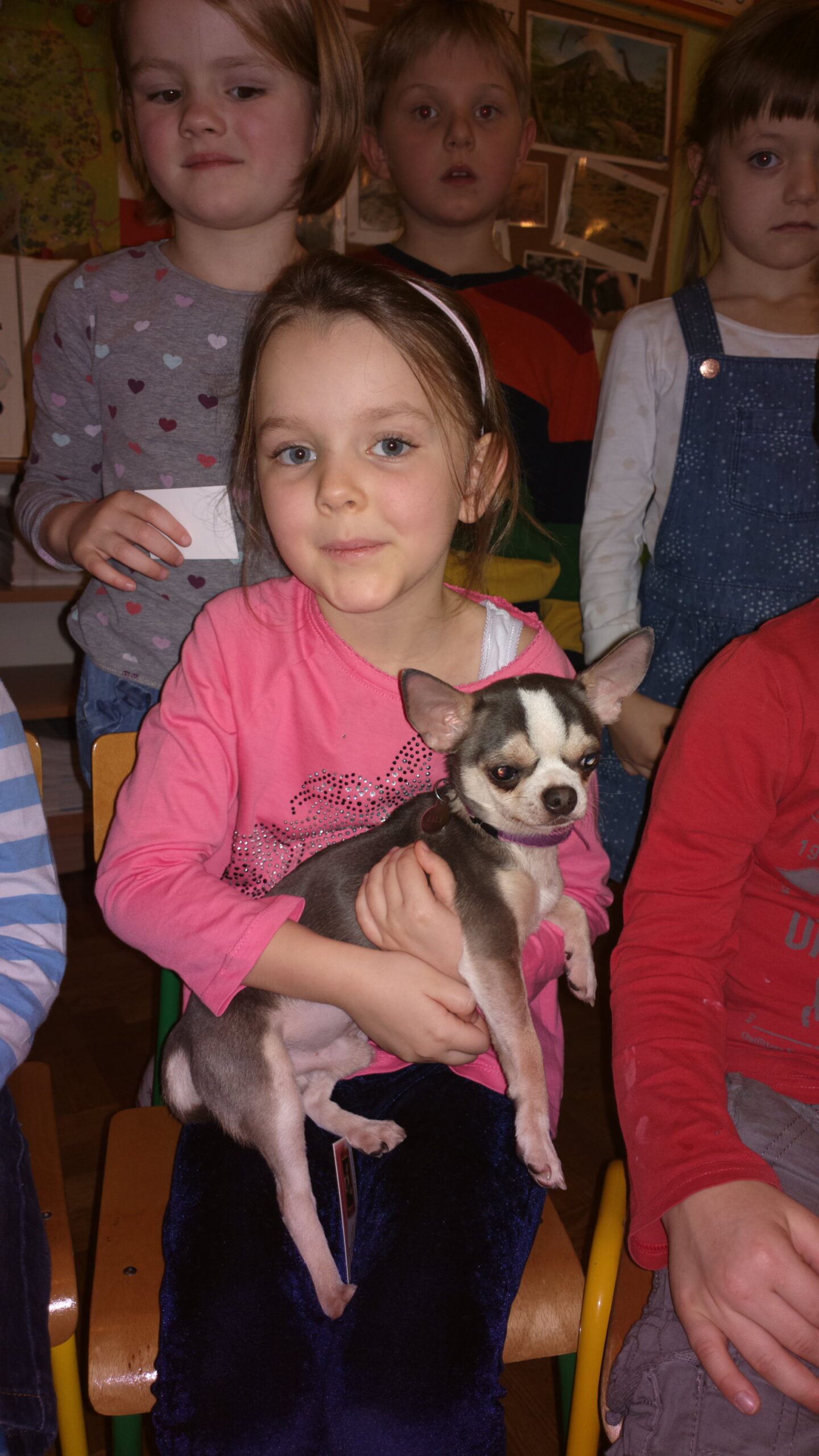 W lutym nasze chihuahua odwiedziły przedszkole nr 422