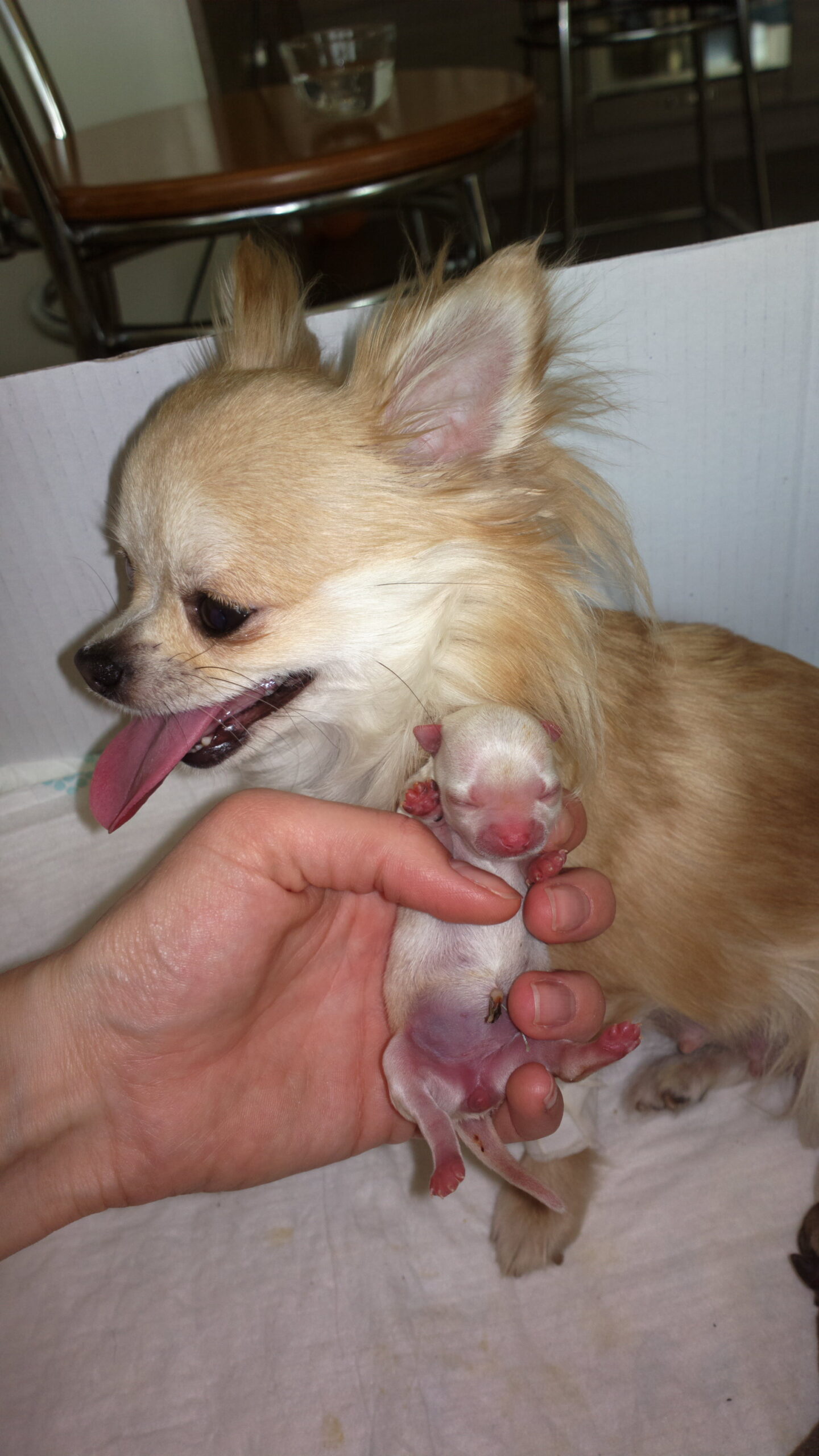 Nowy miot już jest ur 26.04.2016 !!!