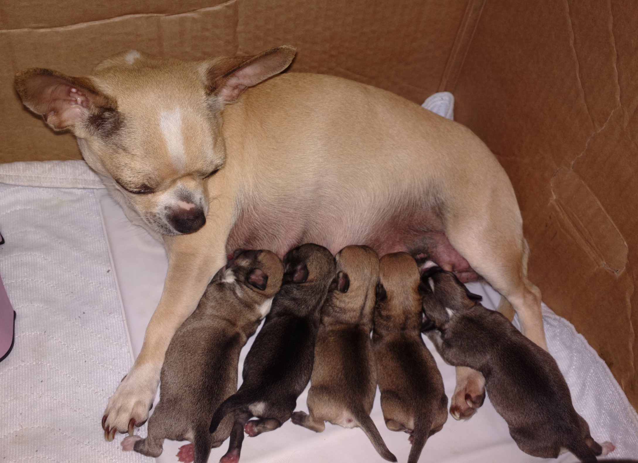 Nowy miot już jest ur06.06.2016 !!!