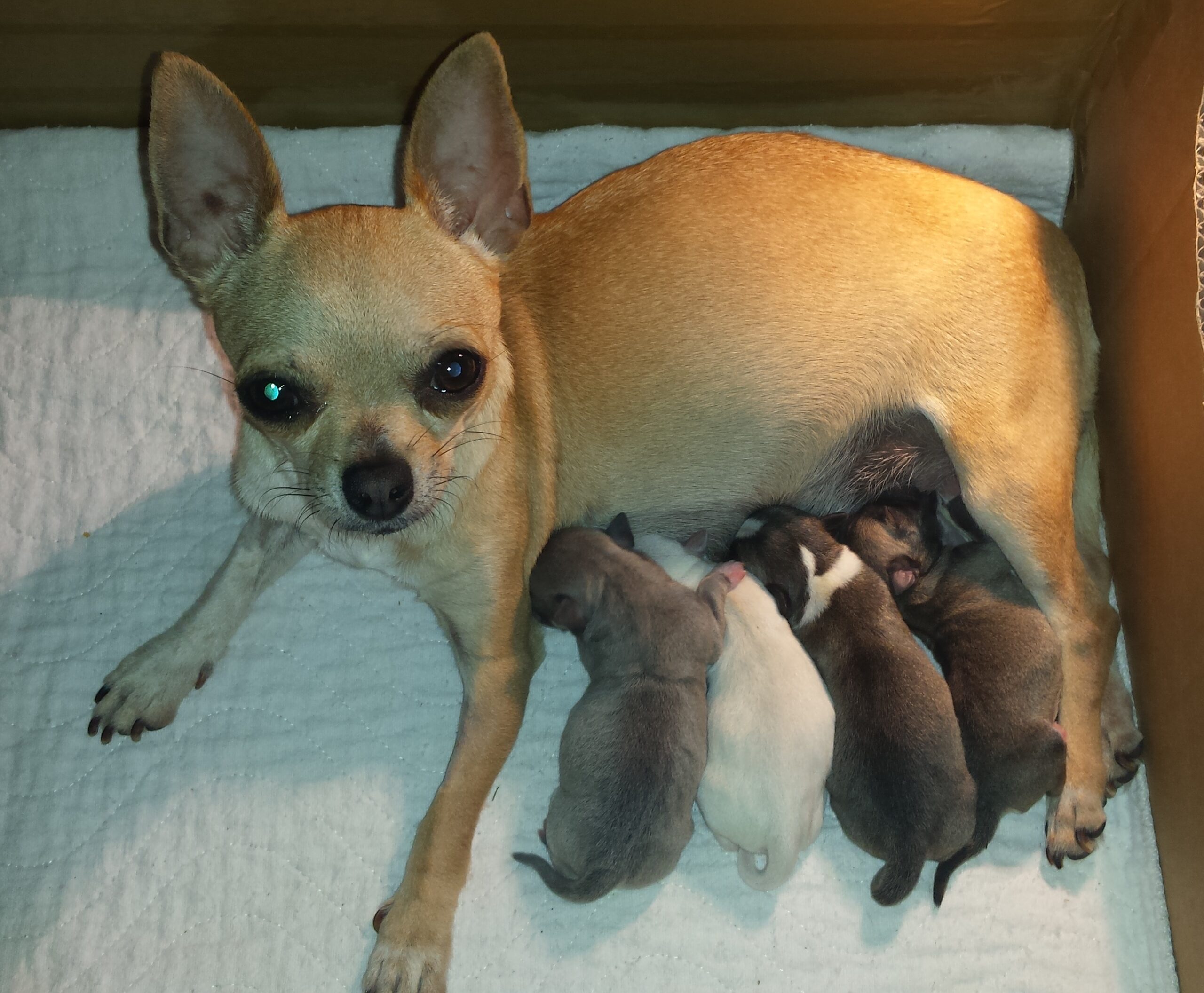 Nowy miot już jest 23.08.2016!!! 