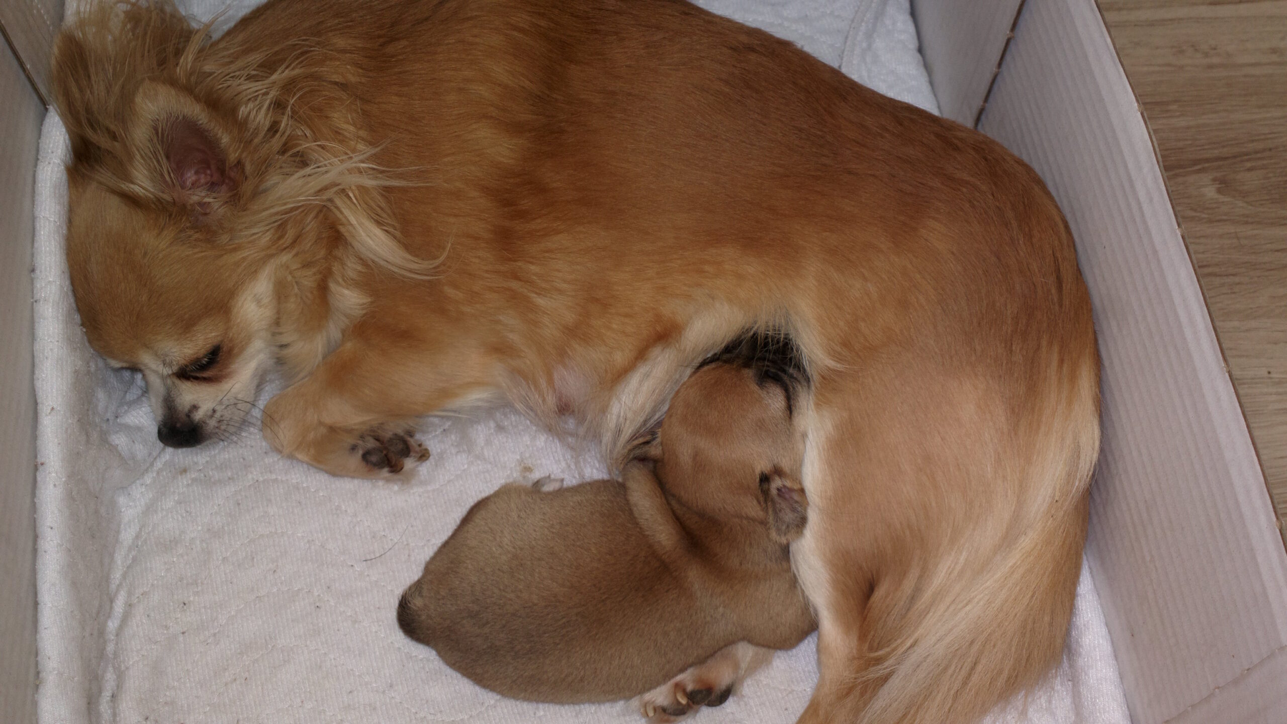 Nowy miot Bonita i Juanito 13.02.2017