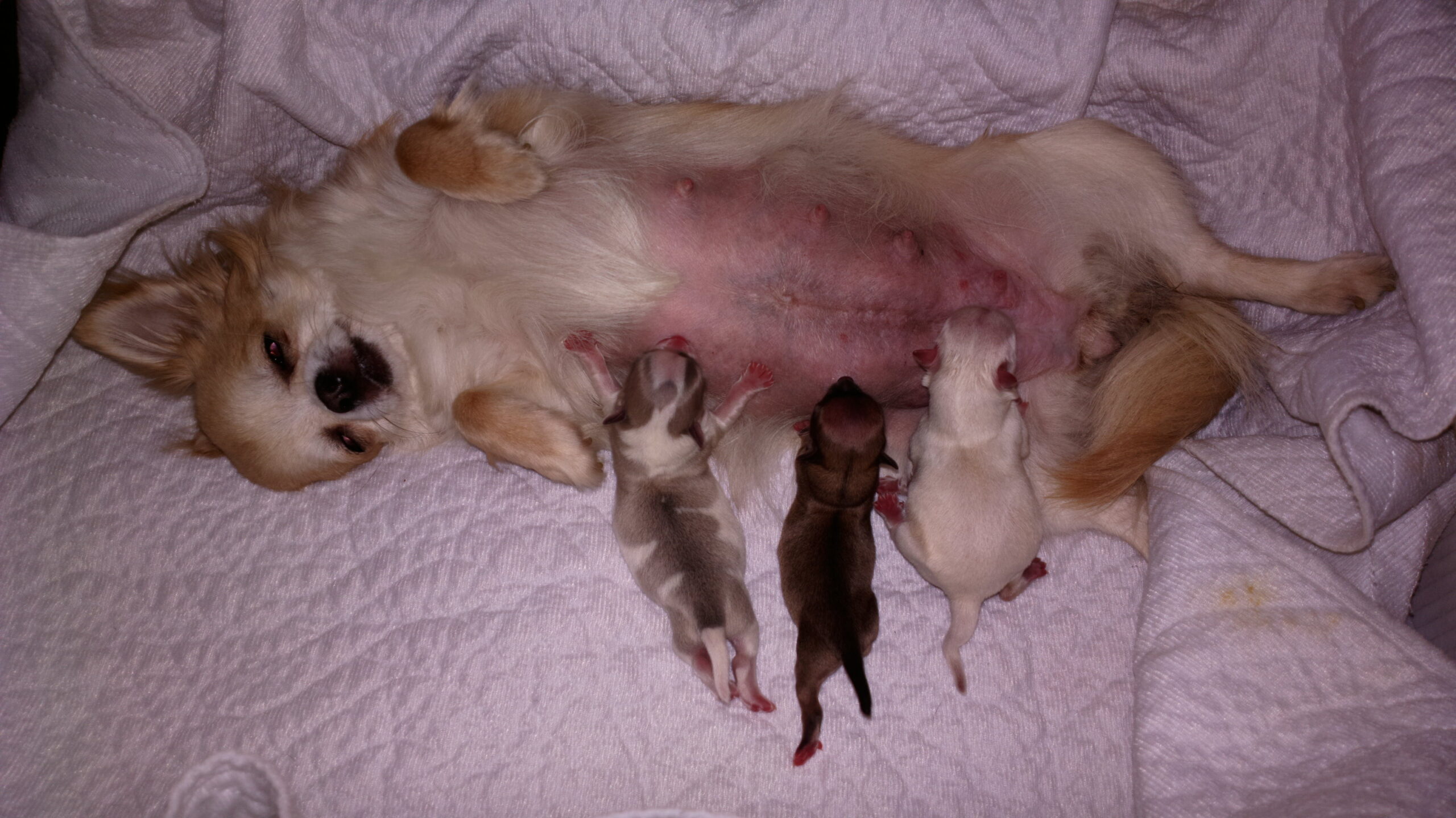 Nowy miot wyjątkowych szczeniąt długowłosych