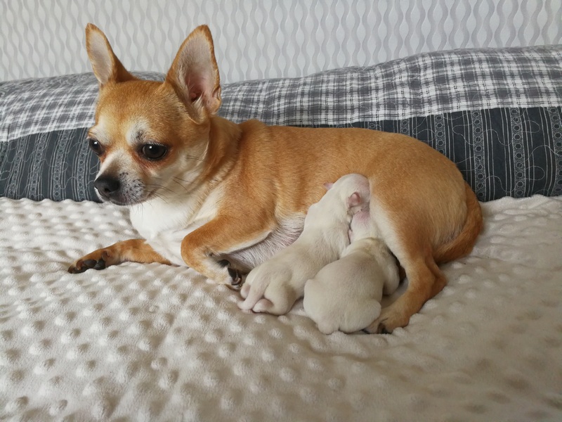 Sophie z domu Rosa urodziła