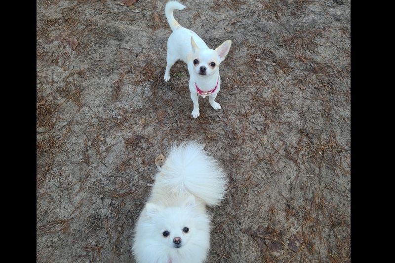 W oczekiwaniu na nowe mioty