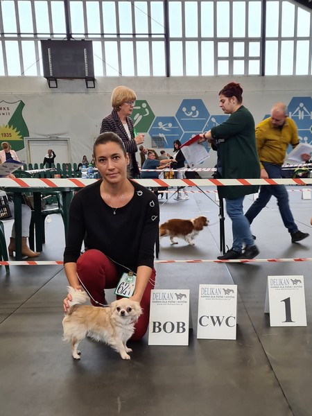 Międzynarodowa Wystawa Psów Rasowych w Warszawie