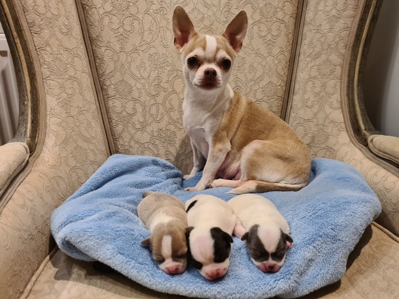 Nowy miot już jest!