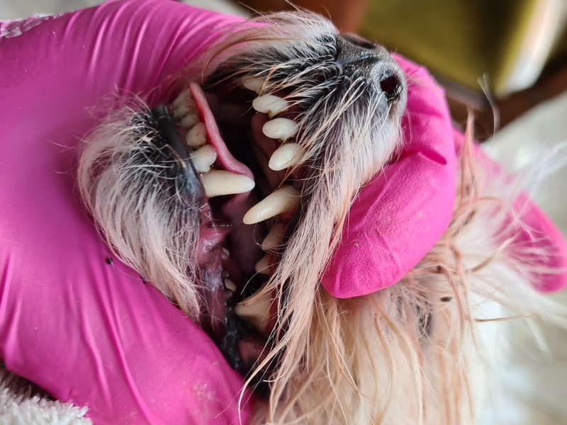 Polecam czyszczenie zębów bez narkozy