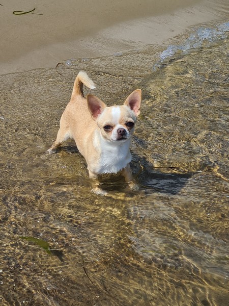 HOOLIGAN BOOM Shaggy House w domu Rico