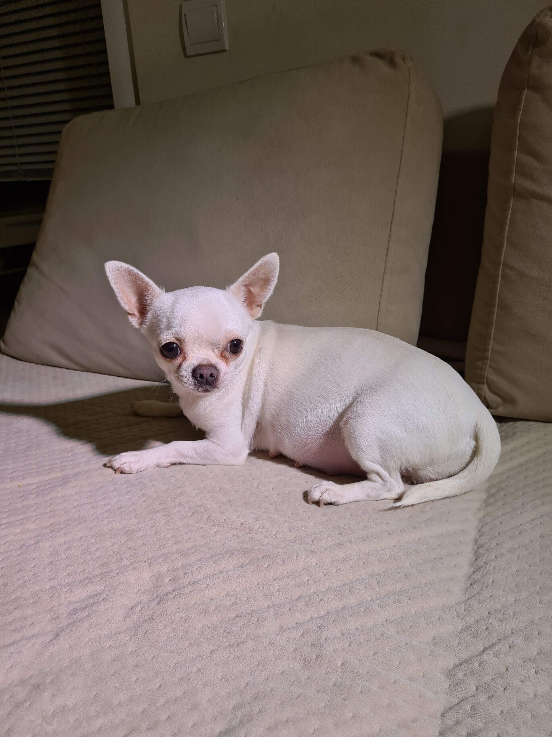 Planowane mioty 2021