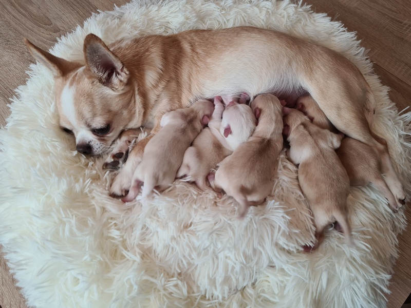 Maluszki od Afery i Misia 