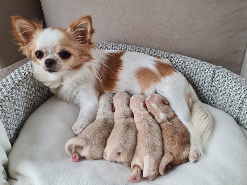 Pojawił się nowy miot