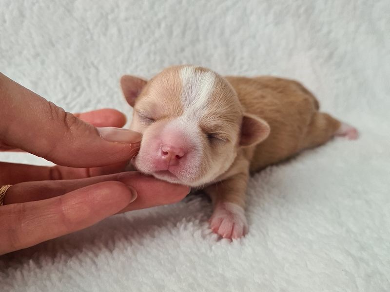 Ostatni wiosenny miot 