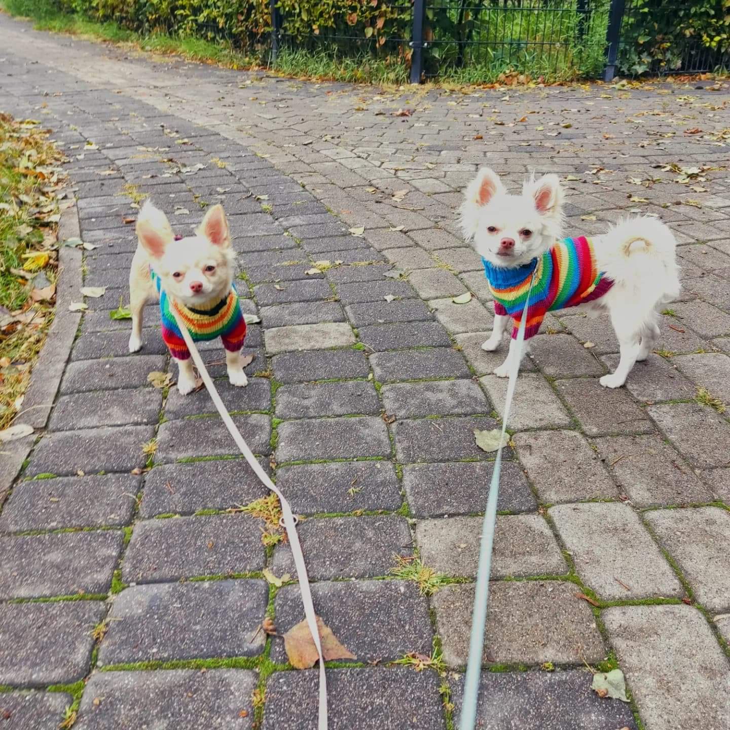 Kilka fotek naszych maluszków