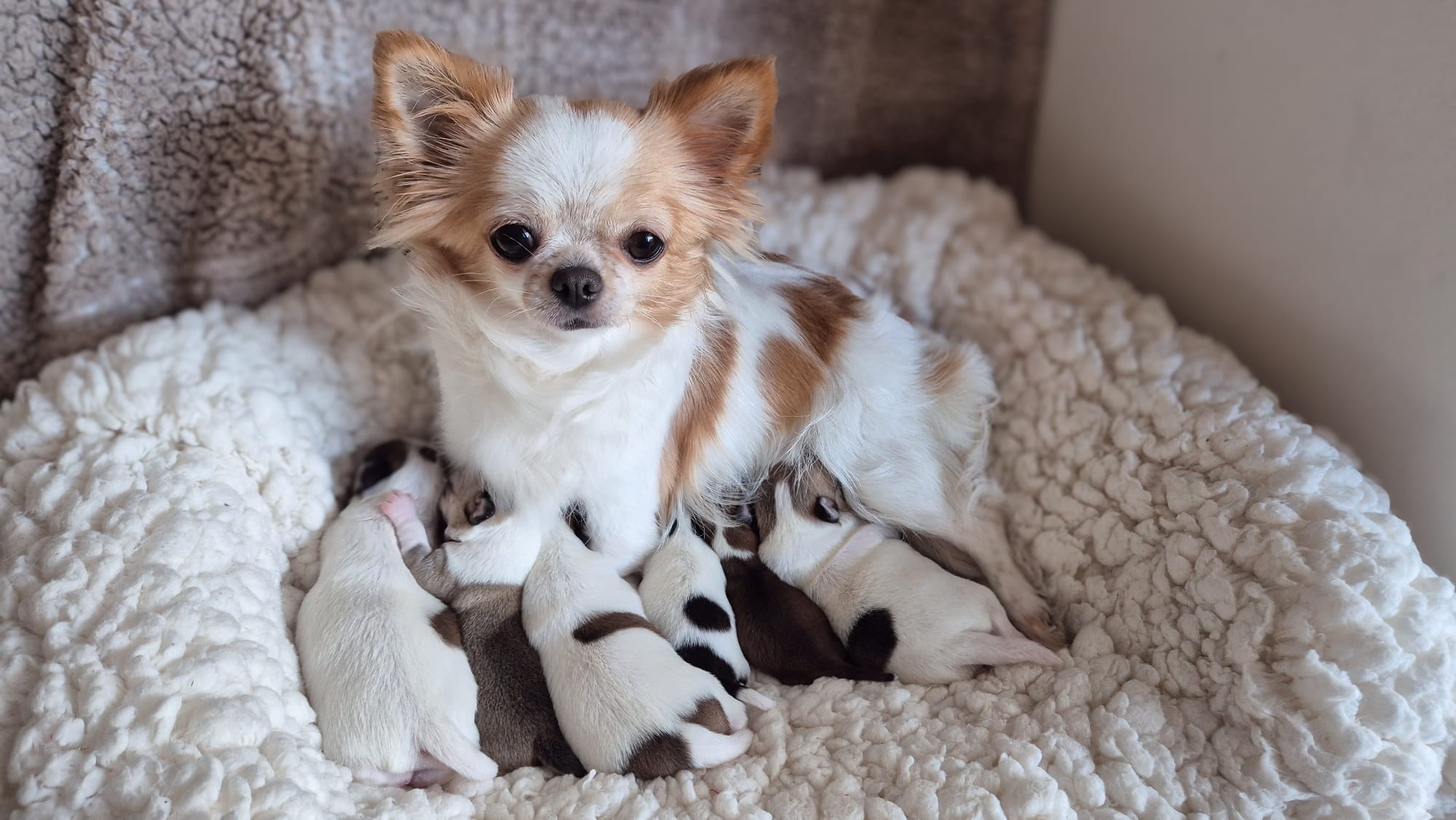 2 Mioty Chihuahua – wiosna 2026