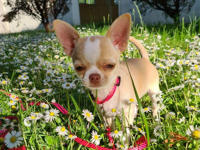 Wszystkie maluszki mają już nowe domki