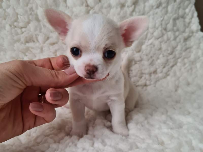 Nowe mioty już są!