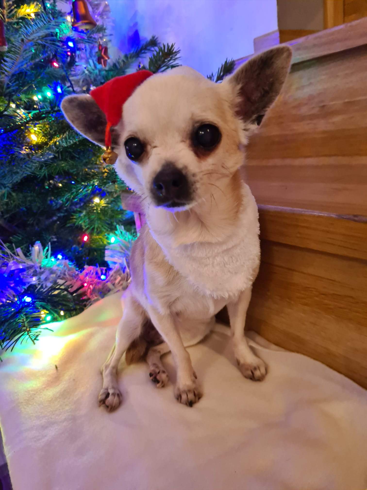 Wesołych Świąt i szczęśliwego Nowego Roku 2024 !!!