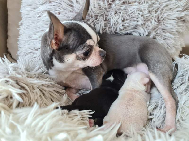 JUŻ SĄ NOWE MIOTY 2023 !!!