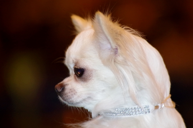 Samba Pa Ti z domu Rosa