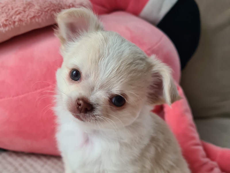 Maluszki z miotu Poppy 