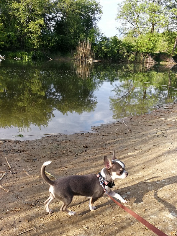 Nasza najmłodsza nadzieja hodowlana Sweeti