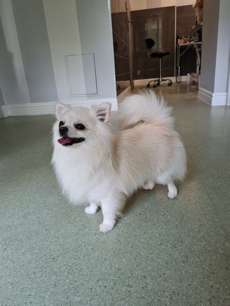 Haryz domu Rosa po domowemu Miś