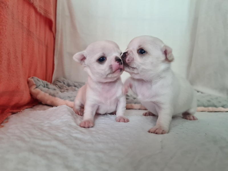 Pierwszy miot w tym roku