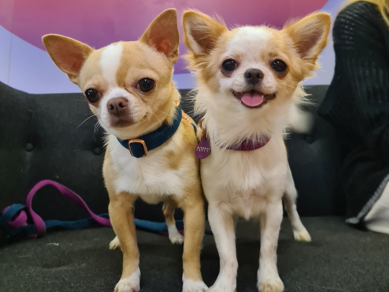 Pytanie na śniadanie