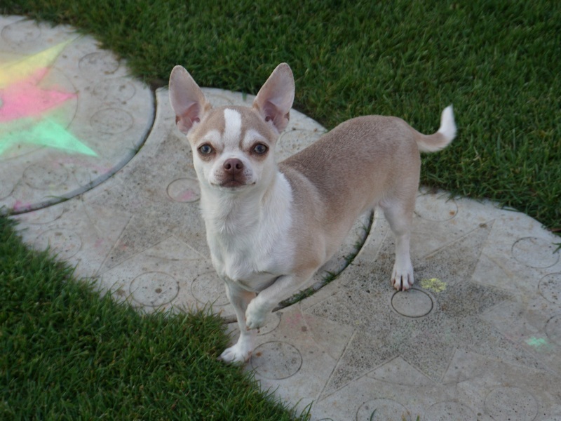 Princes Coffee z domu Rosa 