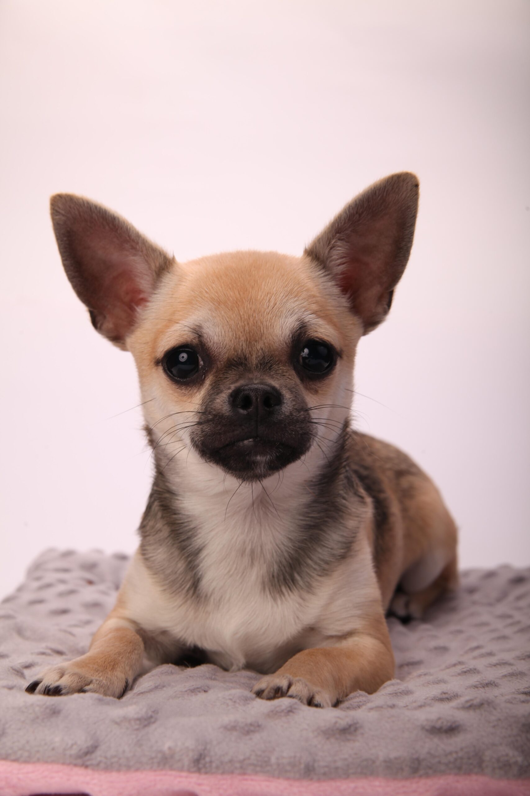 Szczeniaki z ostatnich miotów już sprzedane ;)