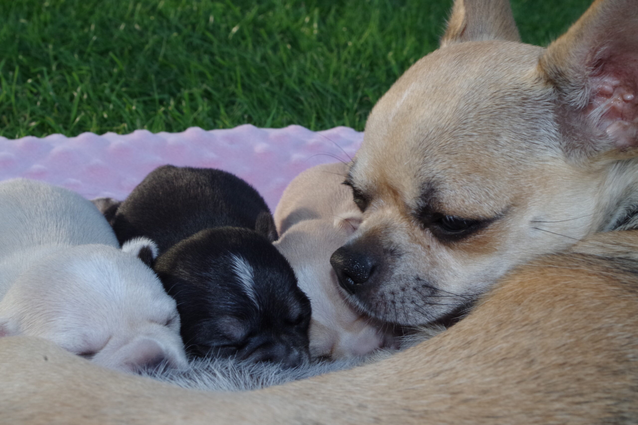 Nowy miot – ostatni w tym roku 19.07.2017