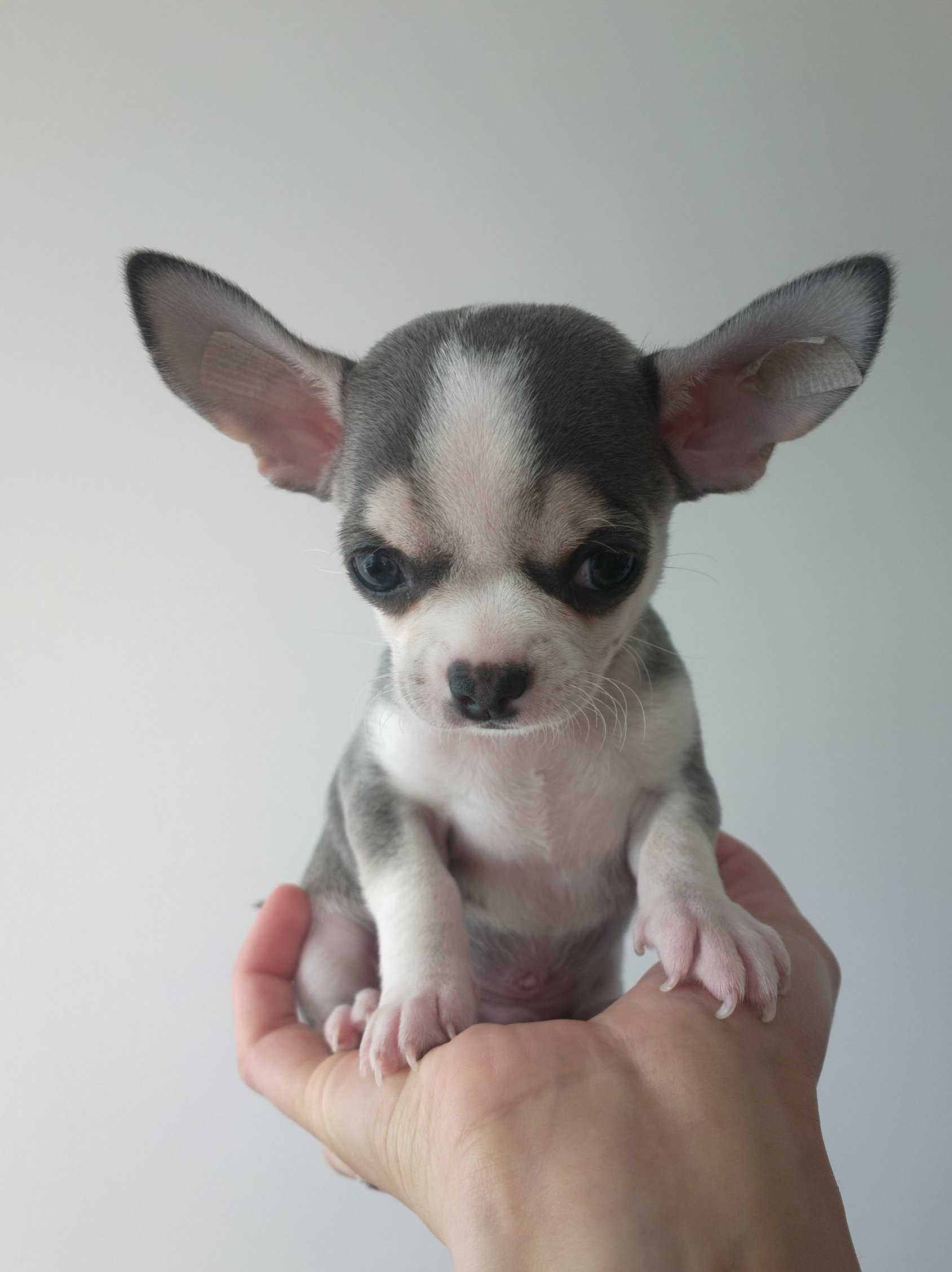 Nowy miot spodziewany na początku lutego!!!