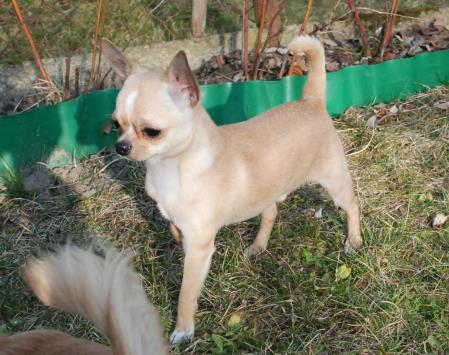 Ruben – Mr Skippy Dogomania