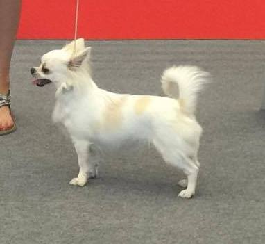 Nowe mioty już w połowie maja!!!