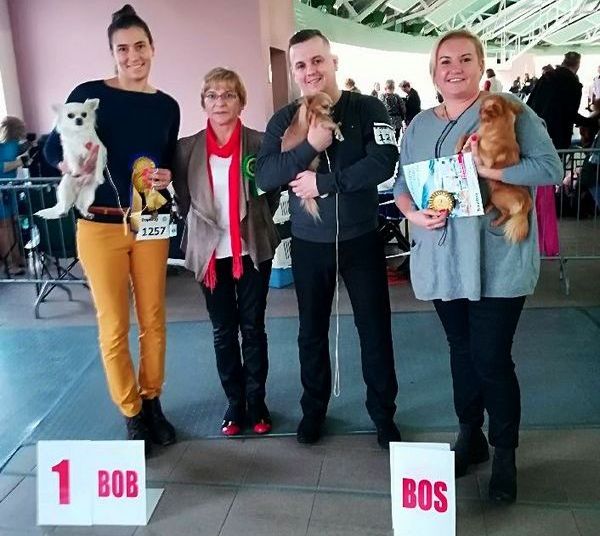 I KRAJOWA WYSTAWA PSÓW RASOWYCH