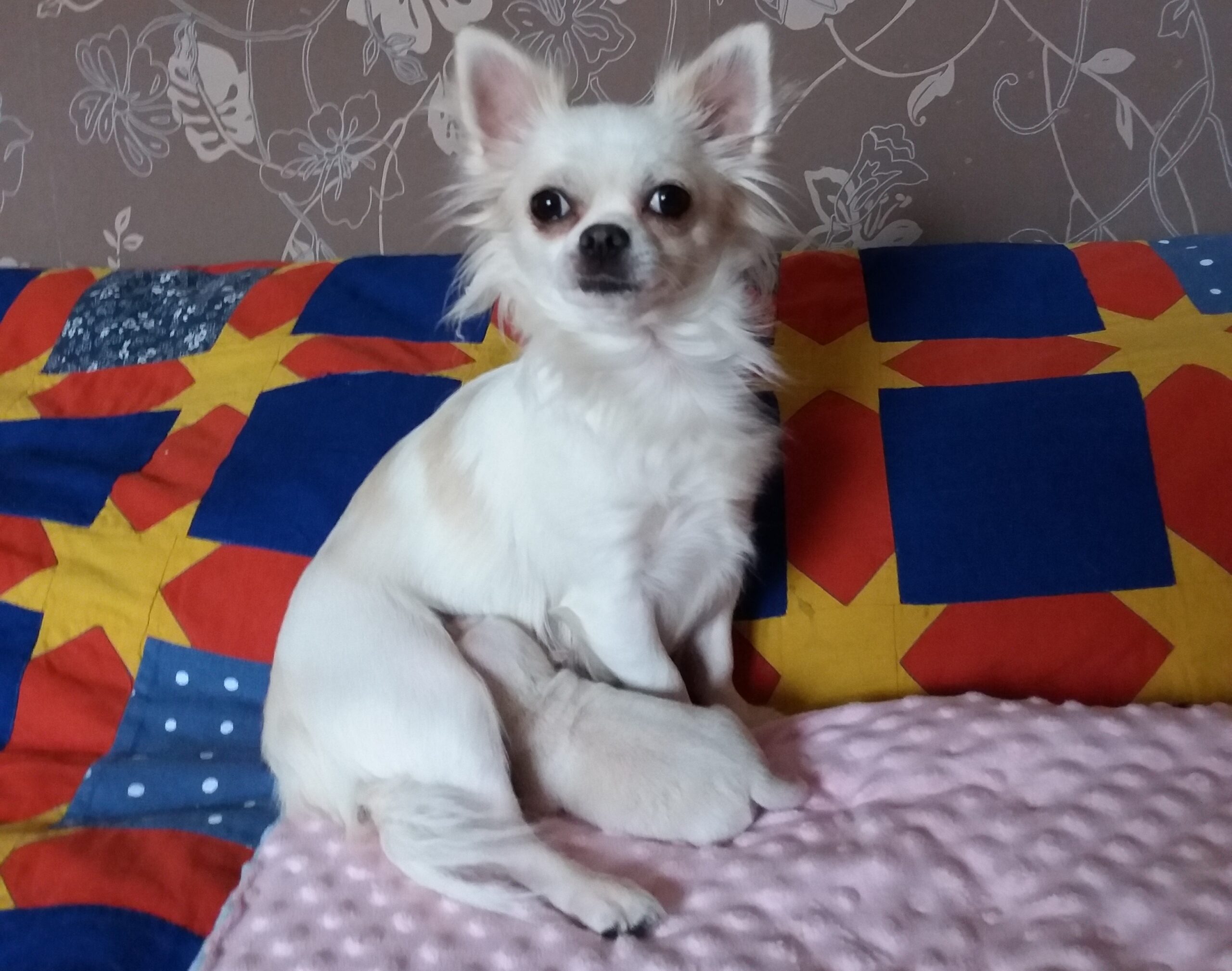 Nowy miot już jest 19.10.2016!!!