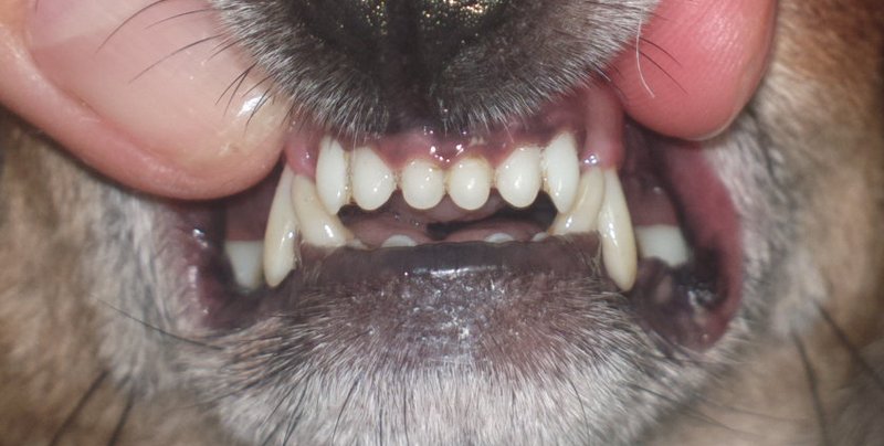 Czyszczenie zębów i usuwanie kamienia nazębnego u psów bez narkozy