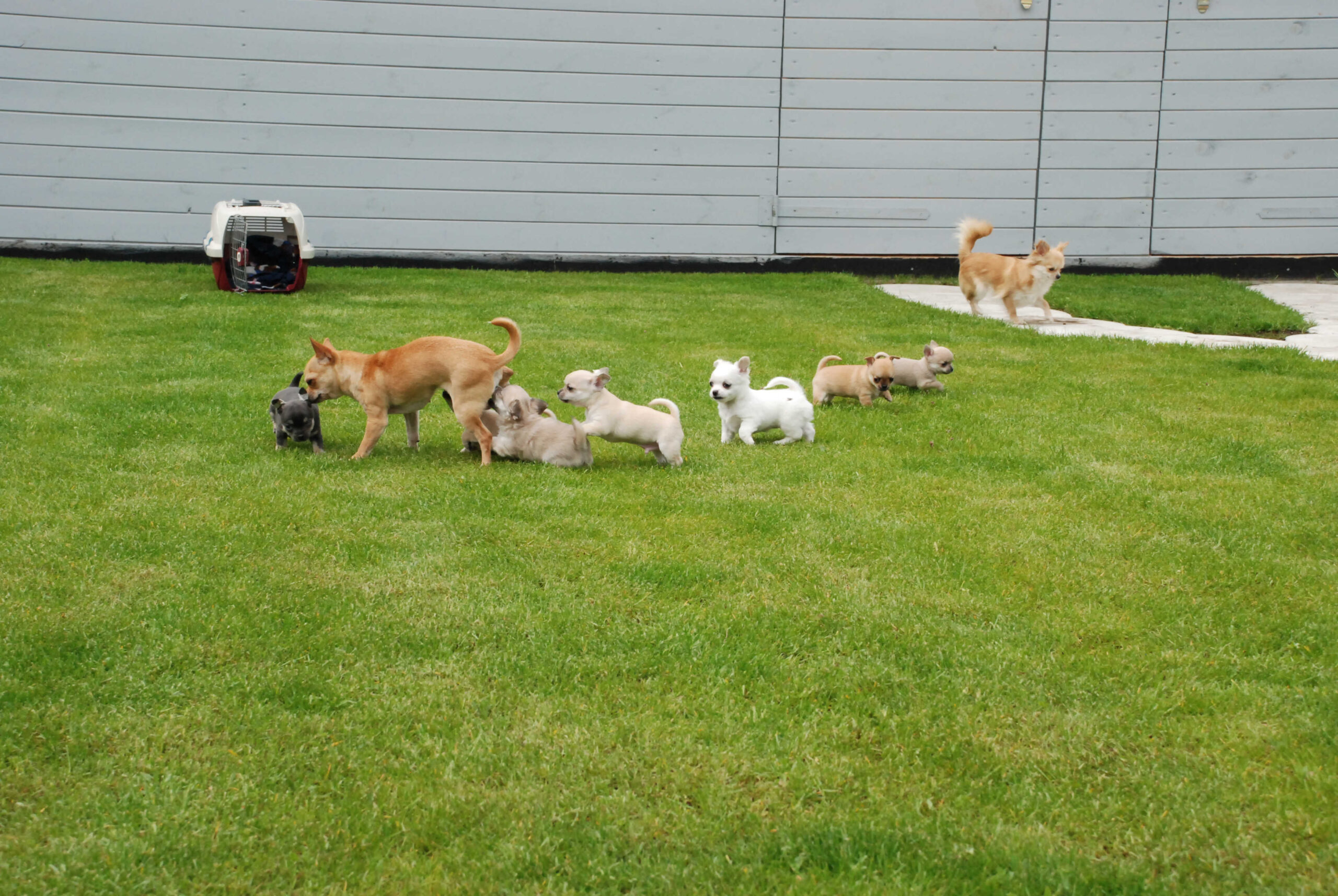 Nowy miot spodziewany w połowie kwietnia !!!